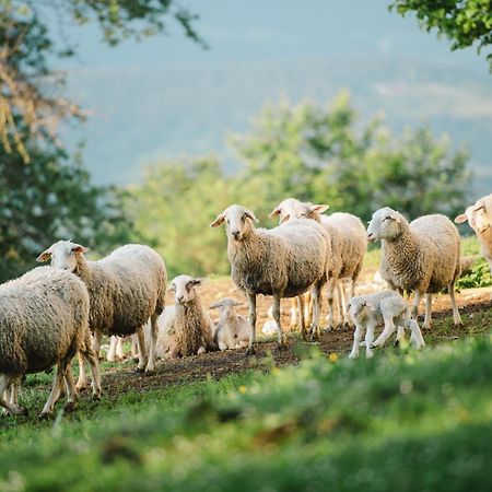 Eco Tourist Farm Ravnjak Slovenj Gradec Ngoại thất bức ảnh