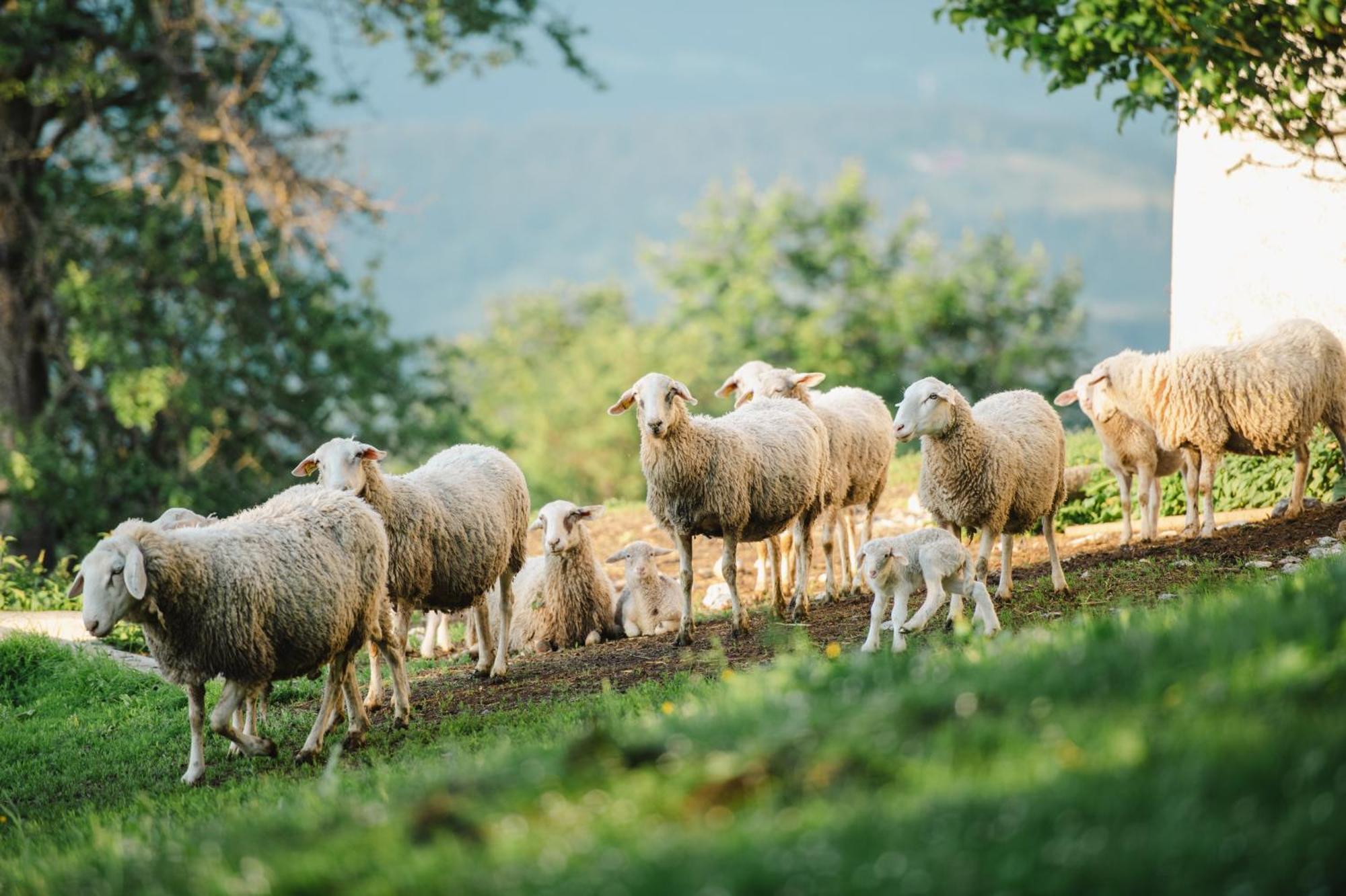 Eco Tourist Farm Ravnjak Slovenj Gradec Ngoại thất bức ảnh
